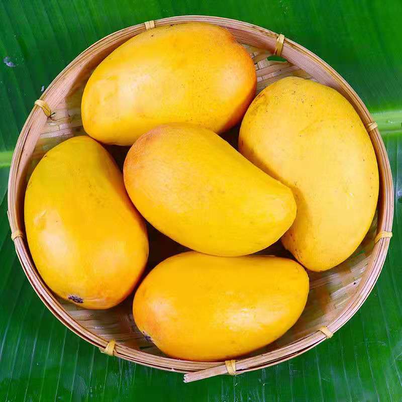 【水果礼盒】精品沙漠骆驼树上熟芒果礼盒1件 3.5kg/盒